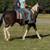Big Stout Mare 7 thumbnail