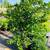Big Time Lemon & Lime Trees and Big Olive Trees 2 thumbnail