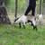 Experimental Dairy Doeling 3 thumbnail
