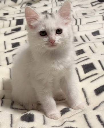Female white kitten (Kent)