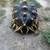 Radiated Tortoise Available 2 thumbnail