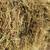 2nd cutting hay,  square bales 3 thumbnail
