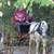 Pony carriage for single or pair (10 to 14H?) 4 thumbnail