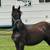 Gypsy vanner and gypsy friesian fillies 2 thumbnail