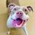 Young Female Socialized Pitt Lost or Abandoned 2 thumbnail