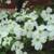 Flowering Trees, Ornamental Trees, Shade Trees, Evergreen 5 thumbnail
