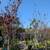 Purple Leaf Plum Tree 11 thumbnail