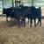 Brangus heifers 9 thumbnail