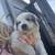 Livestock Guardian great Pyrenees 7 thumbnail