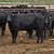 155 Three Thru Five Year Old Bred Cows 15 thumbnail