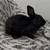 Rehoming bunny 2 thumbnail
