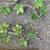 2 Vtg Italian Tole Ivy Strands Wall Decor, 40"Long Each w Mount Holes 3 thumbnail