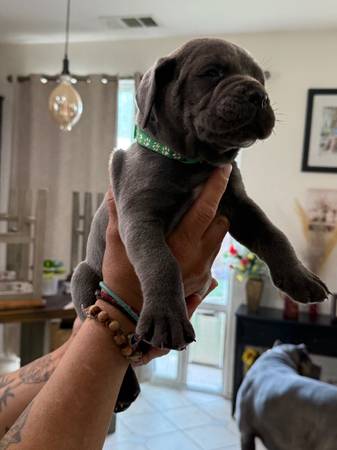 Cachorros Cane Corso - $1 (Lancaster)63470805477123124