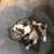 Maltese Puppies for sale 5 thumbnail