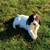 English Springer Spaniel 2 thumbnail