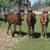 AQHA Bay Stud Colt 5 thumbnail