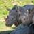Pet, Livestock, and Animal Business Photography 13 thumbnail