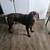 1yo male chocolate lab 1 thumbnail