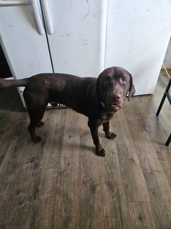 1yo male chocolate lab 1
