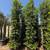 Ficus nitida indian laurel privacy hedge 1 thumbnail