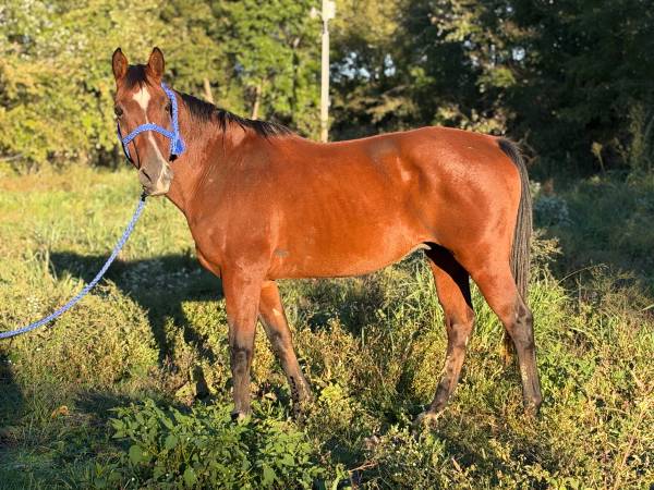 Gelding 1