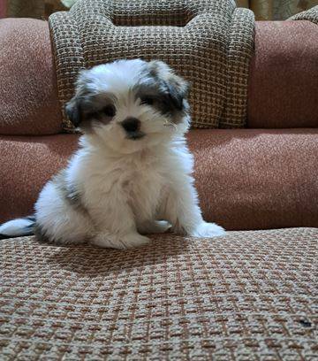 ShihTzu available for adoption (213-478-326six)63940721069058120