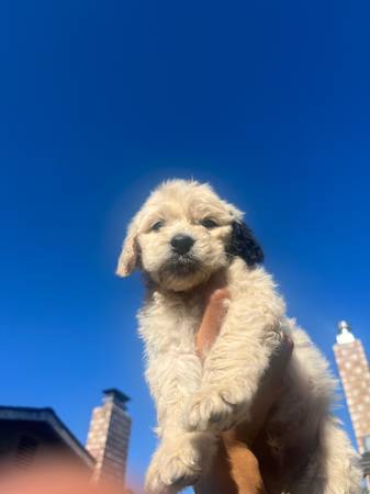 Cachorro Golden doodle (fairfield / vacaville)63659229470979122