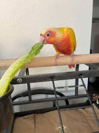 Rehoming Suncheek conure (fremont / union city / newark)63836592873219123