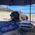 Certified Vet Assistant Offering Professional Pet Care 2 thumbnail