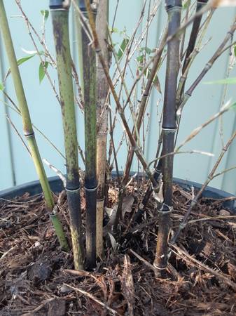 5 Giant Timber Bamboo - $1,000 (russian river)63471438785921123