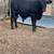 Bull Calf 4 thumbnail