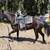 Registered gaited rocky filly 6 thumbnail