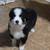 Australian shepherd pup 3 thumbnail