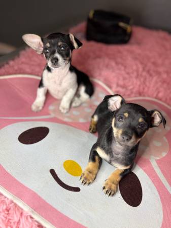 Mini chihahha puppy 1