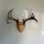 Whitetail Antler mounts 12 thumbnail