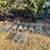 Galvanized welded wire fencing $0.50 L. foot 3 thumbnail