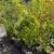Crape Myrtle in 1-3 gallon pot.2-7 feet tall 4 thumbnail