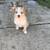 Mini Australian Shepherd 1 thumbnail