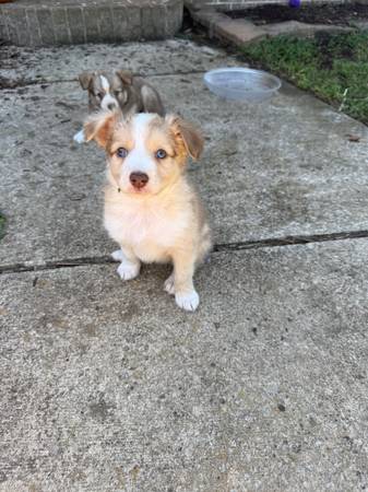 Mini Australian Shepherd 1