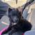 Pomeranian 1 thumbnail