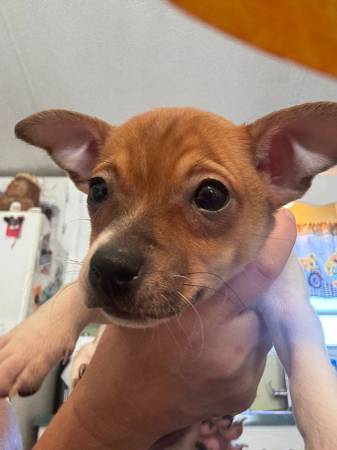Chihuahua puppy