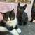 CUTE LIL KITTENS DESPERATELY SEEKING LOVING HOMES 3 thumbnail