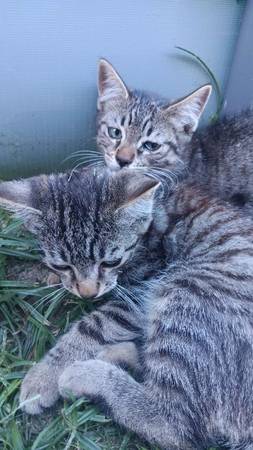 Gatitos machos $5 por reubicación (Visalia)63873027276289123