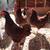Rhode Island Red hens 1 thumbnail
