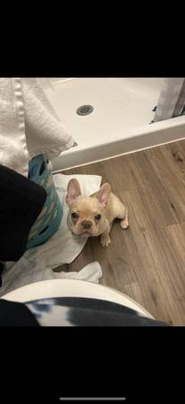 Rehoming male cream frenchie (Cashmere)63814647082625120