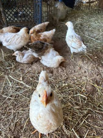 Baby Chics mixed 1