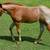 Pymts OK. 2026 AQHA Red Roan filly by One Time Sannman 2 thumbnail
