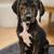 rehoming puppy plotts hound 1 thumbnail