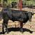 Roping Potentials | Corrientes & Longhorns 8 thumbnail