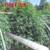 3280' x 6.5' Bio Grade Trellis Plant Support Outdoor Netting Vine Stem 1 thumbnail